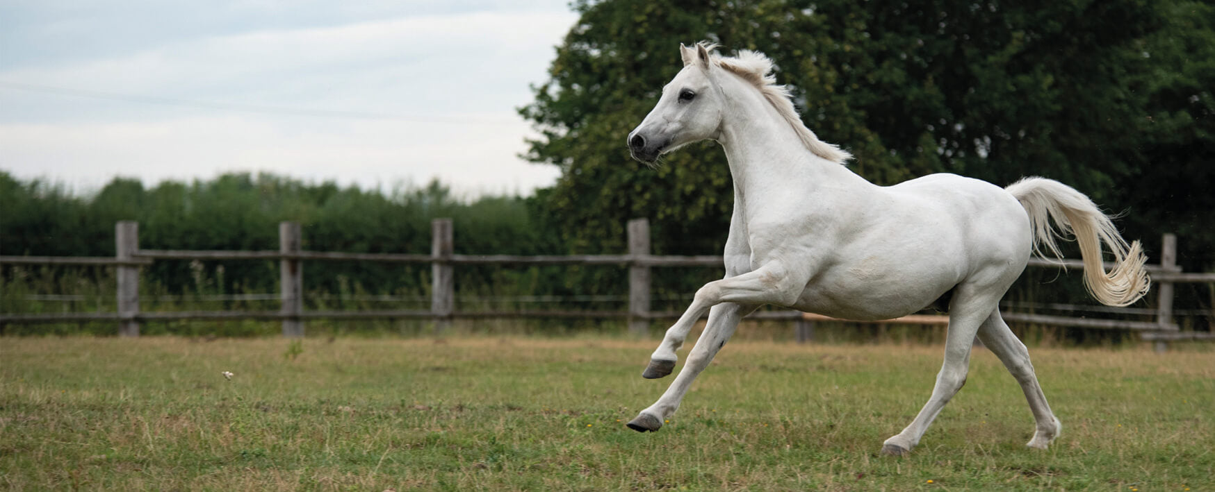 Pferd, weiß, im Galopp