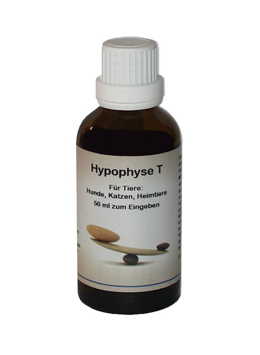 Supra-Cell Hypophyse